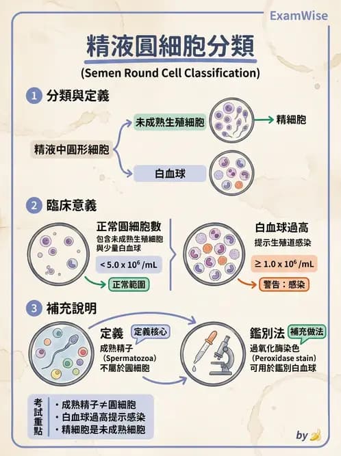 醫檢師 - 精液檢查 - AI 圖文解析預覽