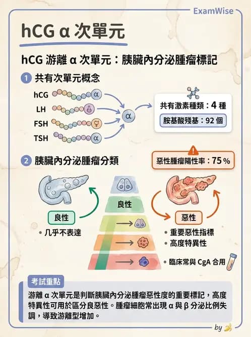醫檢師 - 懷孕試驗 - AI 圖文解析預覽