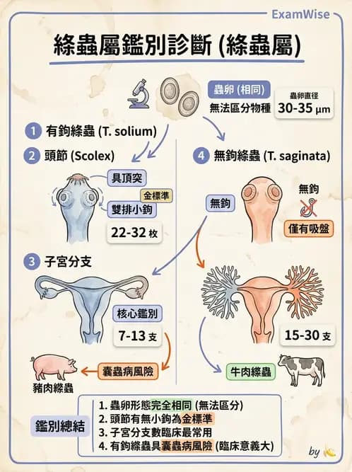 醫檢師 - 寄生蟲檢查-蠕蟲類 - AI 圖文解析預覽
