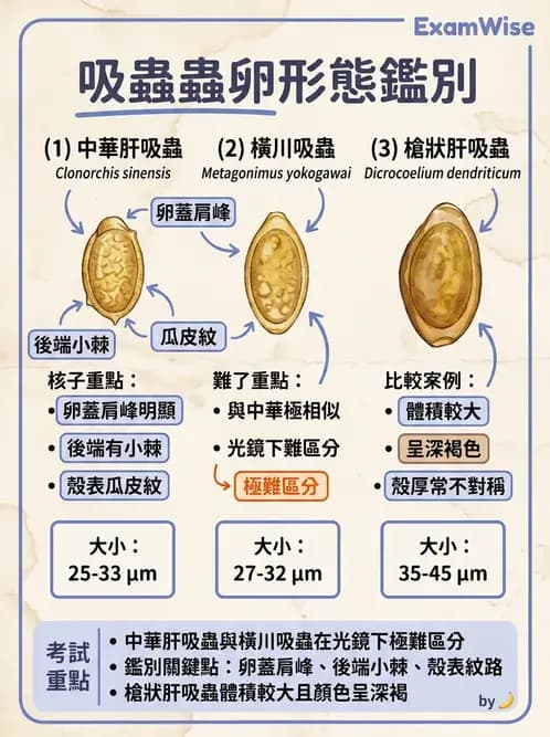 醫檢師 - 寄生蟲檢查-蠕蟲類 - AI 圖文解析預覽