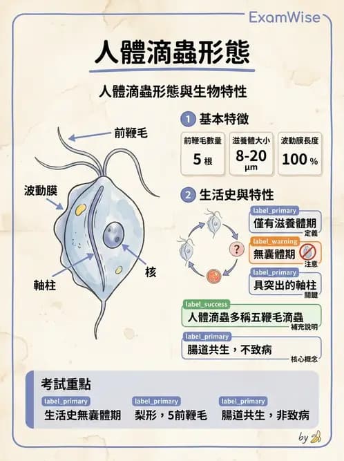 醫檢師 - 寄生蟲檢查-原蟲類 - AI 圖文解析預覽