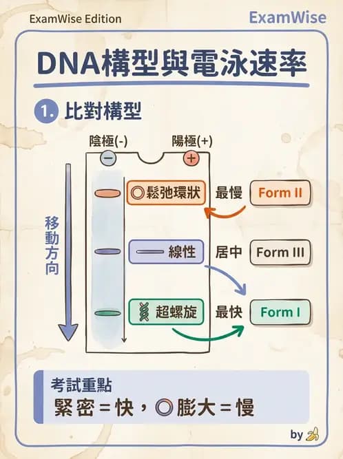 醫檢師 - 定序電泳與表觀分析 - AI 圖文解析預覽