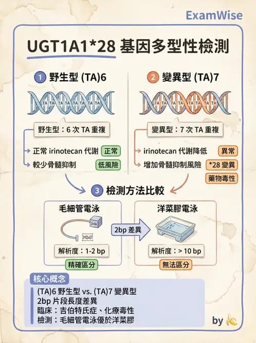 醫檢師 - 藥物相關基因檢測 - AI 圖文解析預覽