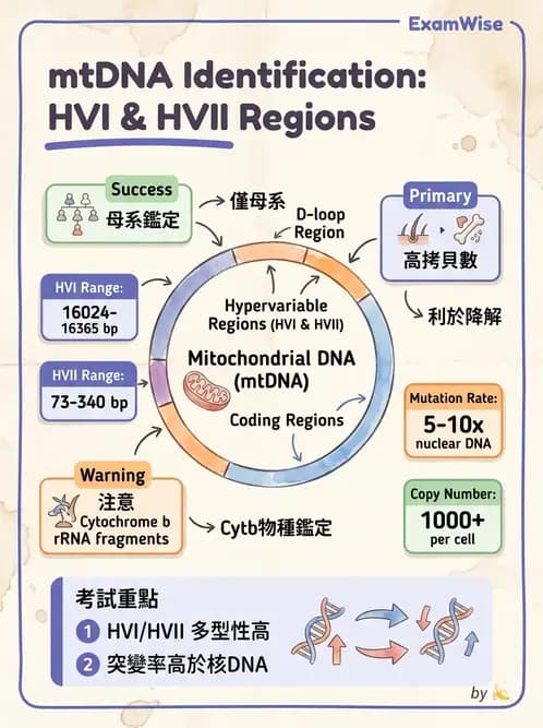 醫檢師 - 分子鑑定與應用技術 - AI 圖文解析預覽