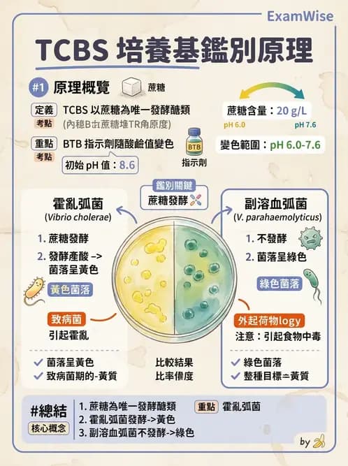 醫檢師 - 弧菌、氣單胞菌與彎曲菌 - AI 圖文解析預覽
