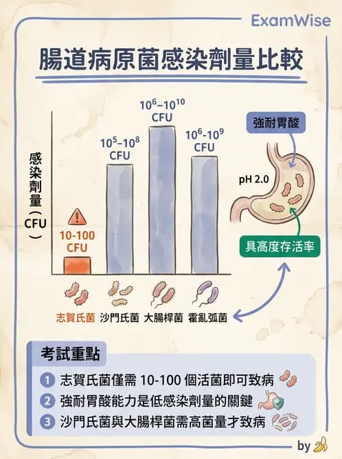 醫檢師 - 主要腸道致病菌 - AI 圖文解析預覽
