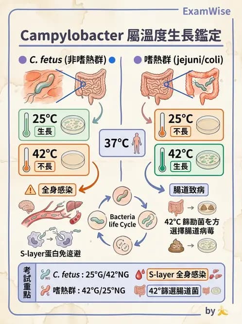 醫檢師 - 弧菌、氣單胞菌與彎曲菌 - AI 圖文解析預覽