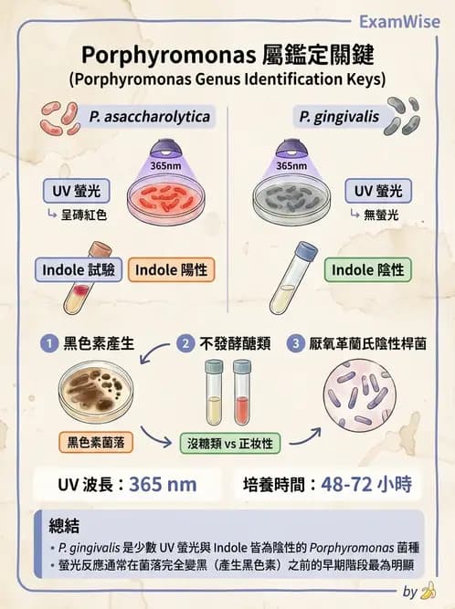 醫檢師 - 厭氧菌 - AI 圖文解析預覽