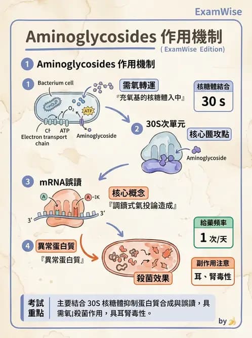 醫檢師 - 抗微生物製劑 - AI 圖文解析預覽