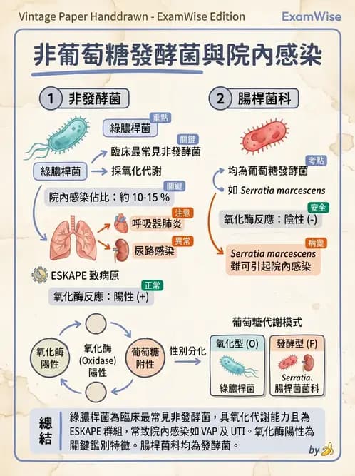 醫檢師 - 非發酵菌 - AI 圖文解析預覽