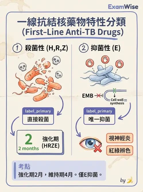 醫檢師 - 分枝桿菌 - AI 圖文解析預覽