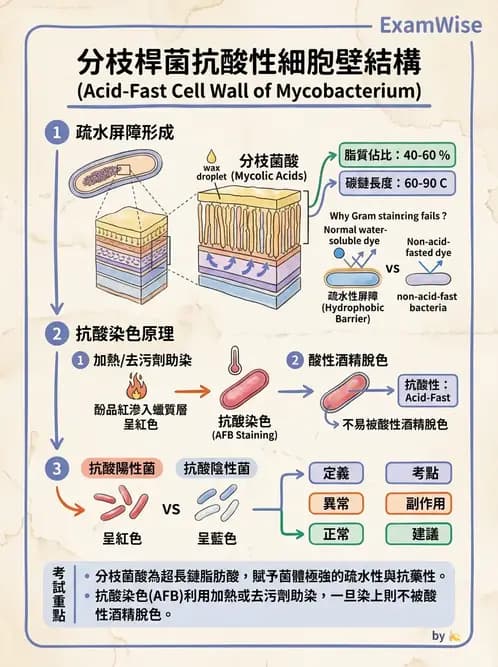 醫檢師 - 分枝桿菌 - AI 圖文解析預覽