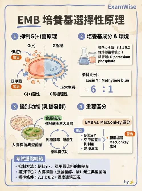 醫檢師 - 腸內菌鑑別方法與培養基 - AI 圖文解析預覽
