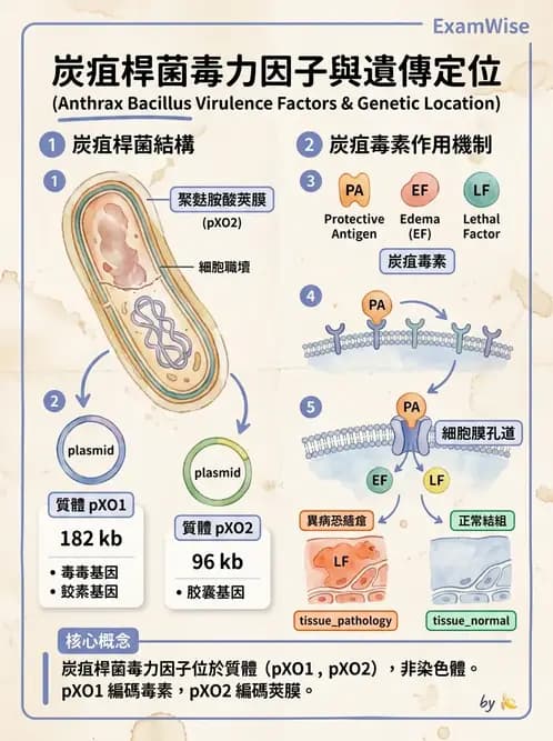 醫檢師 - 鏈球菌與其他革蘭氏陽性桿菌 - AI 圖文解析預覽