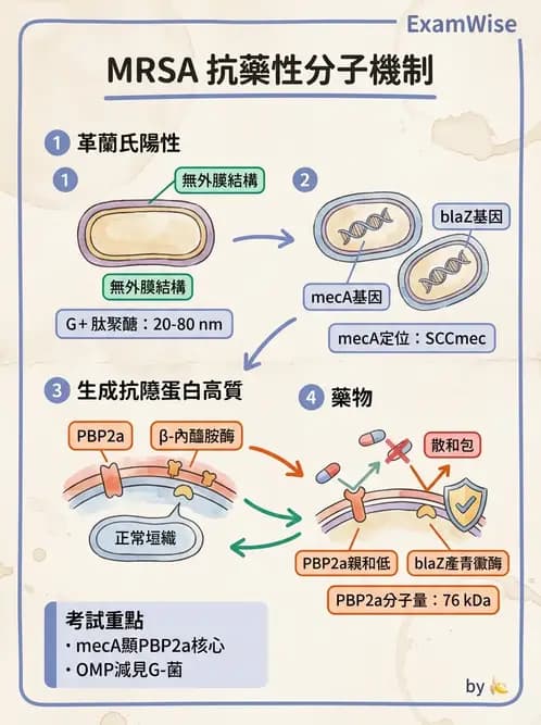 醫檢師 - 抗藥性機制 - AI 圖文解析預覽