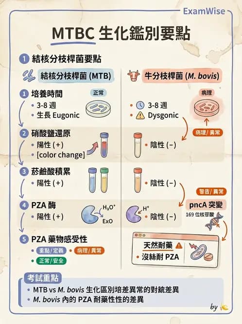 醫檢師 - 分枝桿菌 - AI 圖文解析預覽