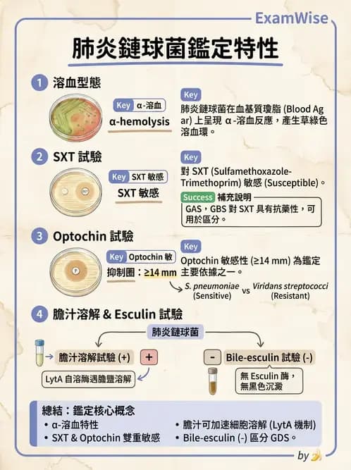 醫檢師 - 鏈球菌與其他革蘭氏陽性桿菌 - AI 圖文解析預覽