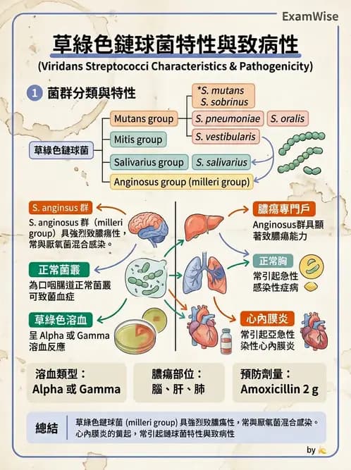 醫檢師 - 鏈球菌與其他革蘭氏陽性桿菌 - AI 圖文解析預覽