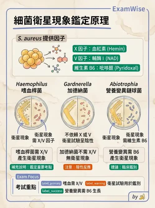 醫檢師 - 奈瑟菌與挑剔性革蘭氏陰性菌 - AI 圖文解析預覽