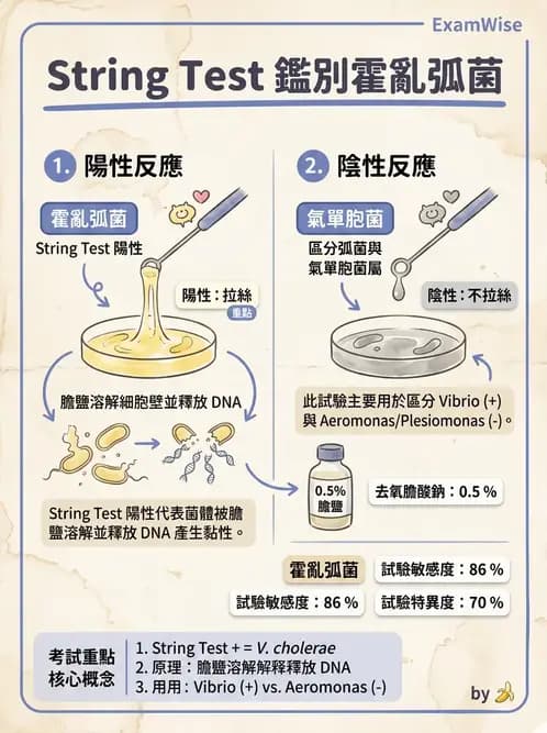 醫檢師 - 弧菌、氣單胞菌與彎曲菌 - AI 圖文解析預覽