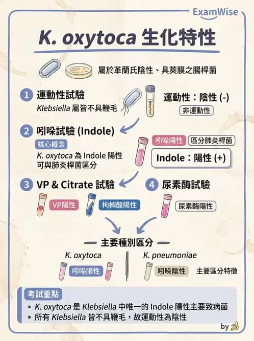 醫檢師 - 其他腸內菌科 - AI 圖文解析預覽