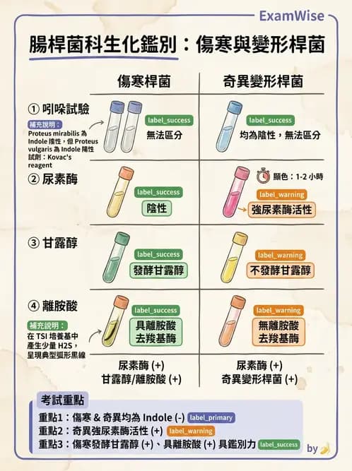 醫檢師 - 腸內菌鑑別方法與培養基 - AI 圖文解析預覽