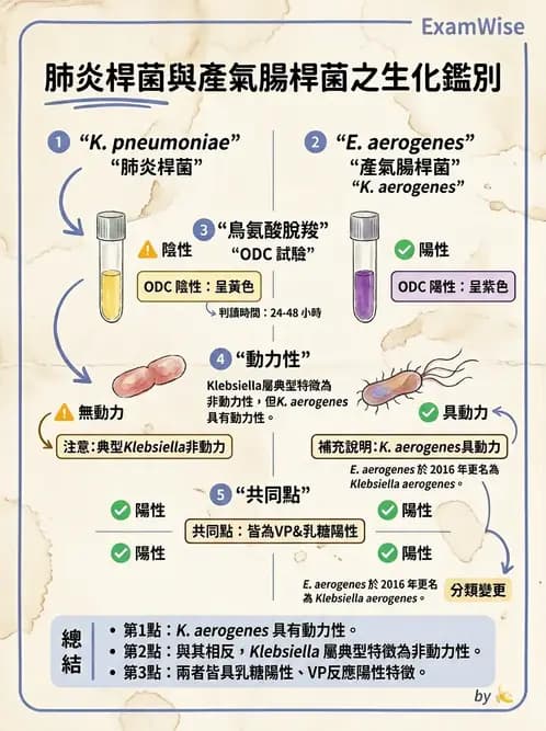 醫檢師 - 腸內菌鑑別方法與培養基 - AI 圖文解析預覽