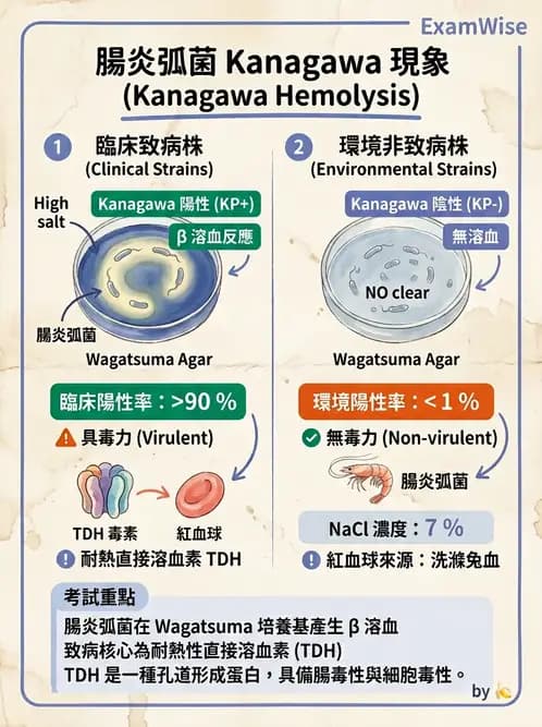 醫檢師 - 弧菌、氣單胞菌與彎曲菌 - AI 圖文解析預覽