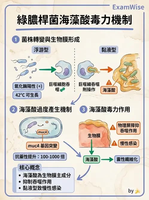 醫檢師 - 非發酵菌 - AI 圖文解析預覽