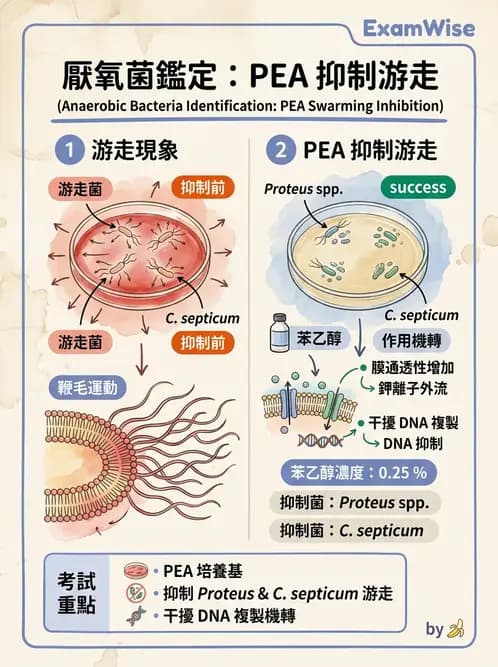 醫檢師 - 厭氧菌 - AI 圖文解析預覽