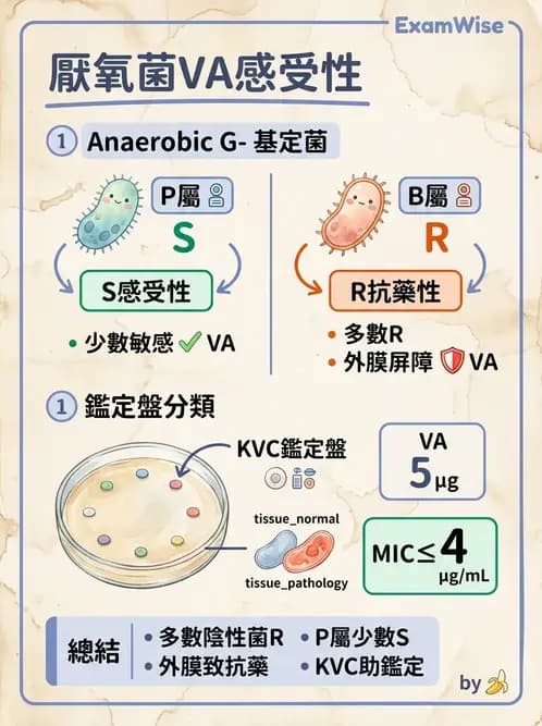 醫檢師 - 厭氧菌 - AI 圖文解析預覽