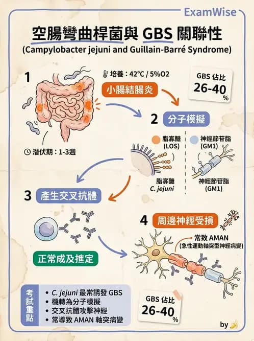 醫檢師 - 弧菌、氣單胞菌與彎曲菌 - AI 圖文解析預覽