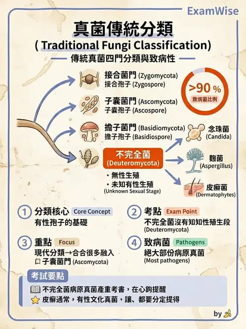 醫檢師 - 真菌診斷與治療 - AI 圖文解析預覽