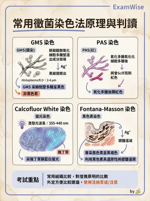 醫檢師 - 真菌診斷與治療 - AI 圖文解析預覽