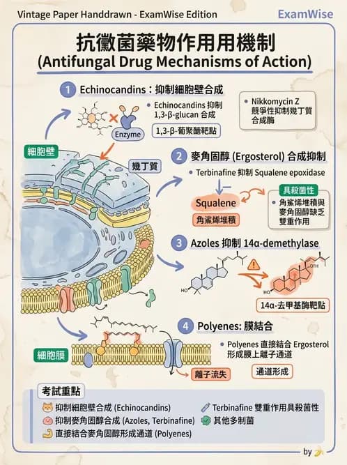 醫檢師 - 真菌診斷與治療 - AI 圖文解析預覽