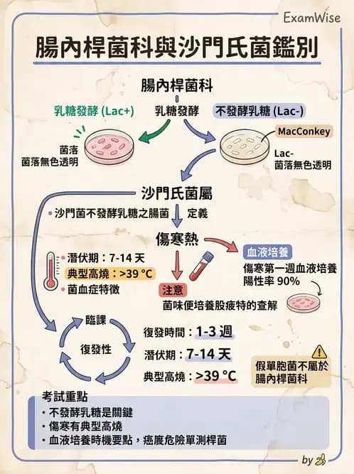 醫檢師 - 主要腸道致病菌 - AI 圖文解析預覽