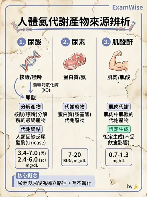 醫檢師 - 腎臟機能與代謝評估 - AI 圖文解析預覽