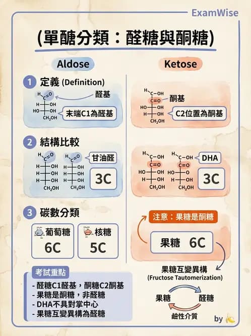 醫檢師 - 醣類代謝與糖尿病 - AI 圖文解析預覽