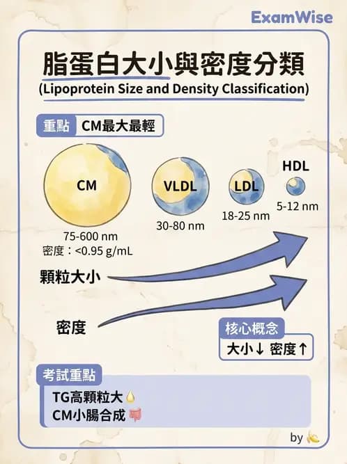 醫檢師 - 脂蛋白分類與臨床應用 - AI 圖文解析預覽