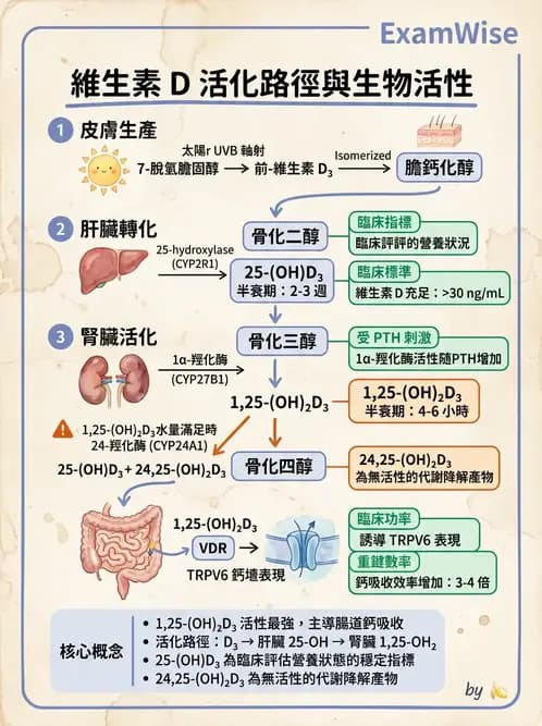 醫檢師 - 維生素 - AI 圖文解析預覽