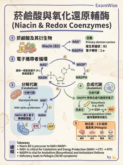 醫檢師 - 維生素 - AI 圖文解析預覽