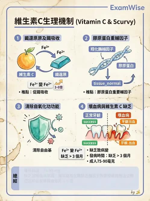 醫檢師 - 維生素 - AI 圖文解析預覽