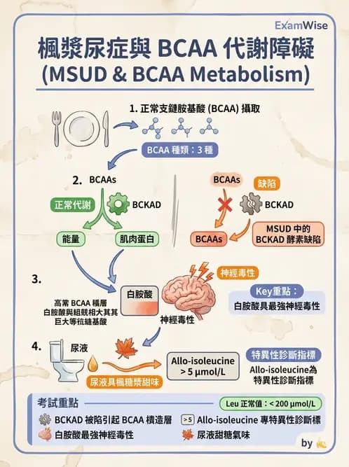 醫檢師 - 胺基酸代謝與先天性疾病 - AI 圖文解析預覽