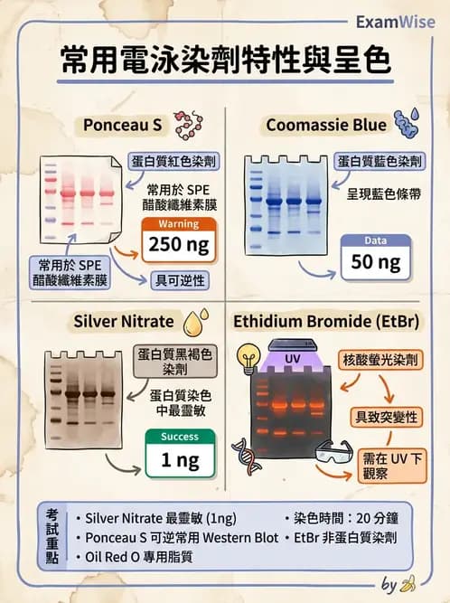 醫檢師 - 血清蛋白與蛋白質檢測 - AI 圖文解析預覽
