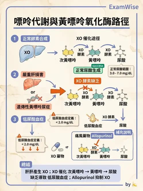 醫檢師 - 腎臟機能與代謝評估 - AI 圖文解析預覽