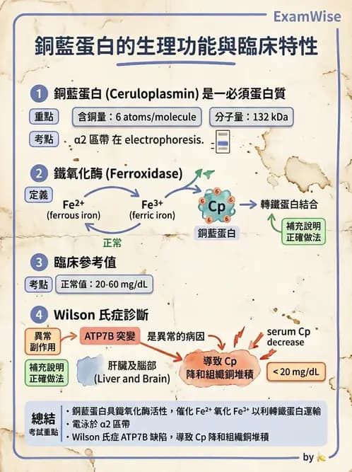 醫檢師 - 血清蛋白與蛋白質檢測 - AI 圖文解析預覽