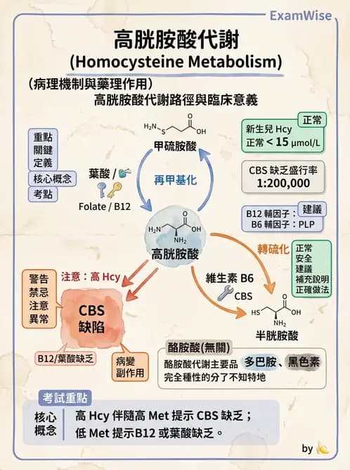 醫檢師 - 胺基酸代謝與先天性疾病 - AI 圖文解析預覽