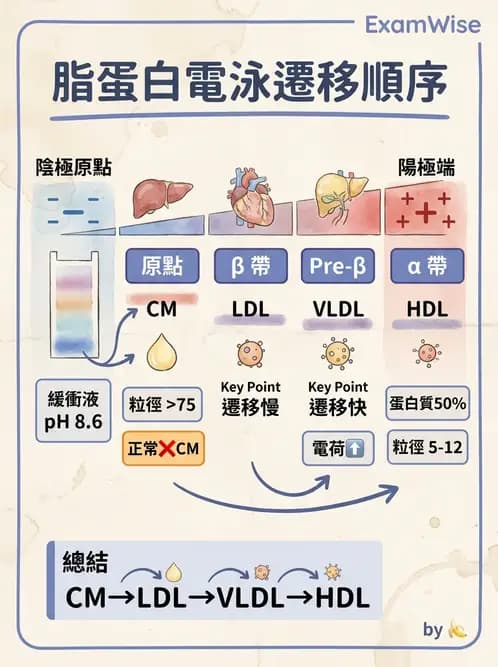 醫檢師 - 脂蛋白分類與臨床應用 - AI 圖文解析預覽