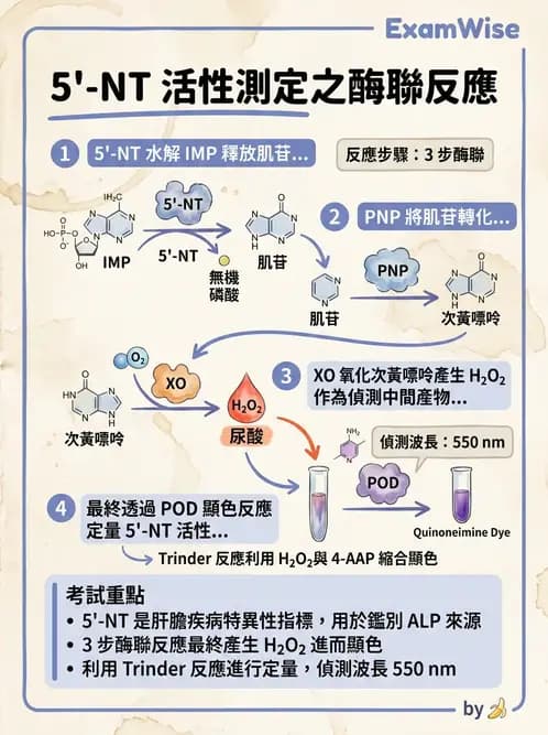 醫檢師 - 臨床酵素學基礎 - AI 圖文解析預覽
