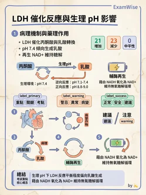 醫檢師 - 臨床酵素學基礎 - AI 圖文解析預覽